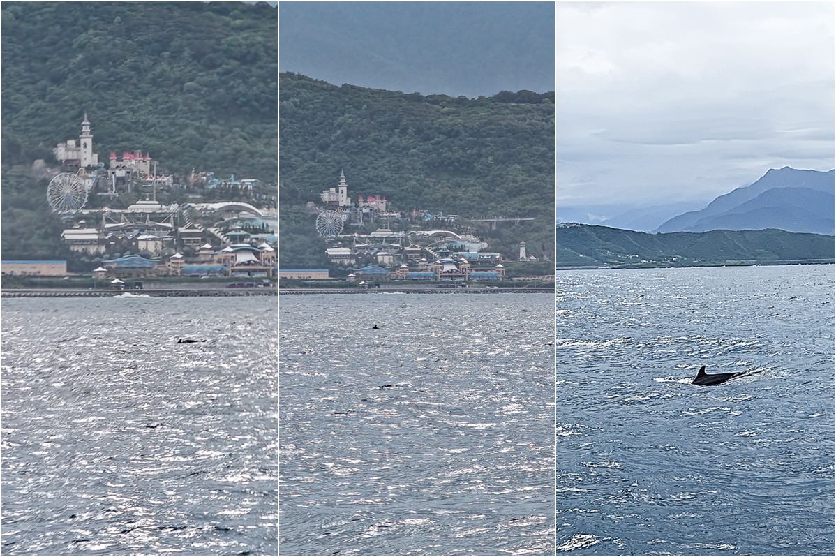 花蓮友善海洋之旅 即將返航最後一刻幸運遇到抹香鯨