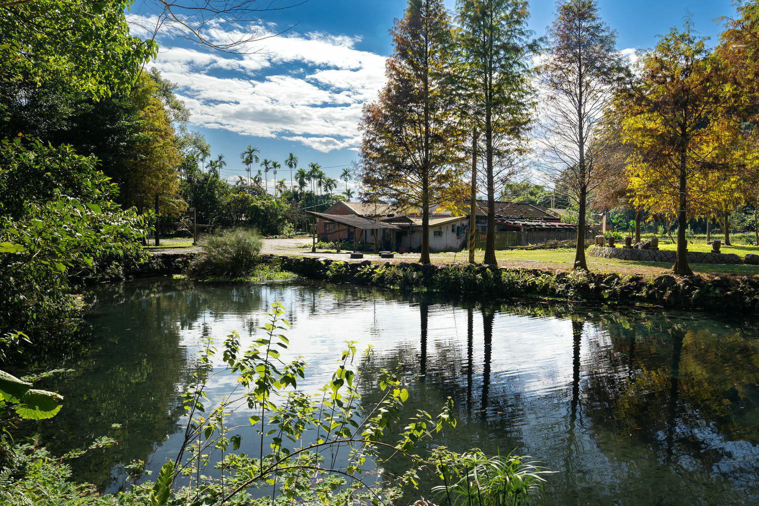 宜蘭員山。羌仔埤 | 搭乘鐵牛力阿卡到秘境，落羽松樹下散步小湖畔。